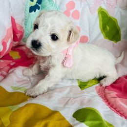 Twinkle - White and lemon female Maltese puppy in Muncie, Indiana from Mimi’s Babies