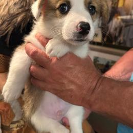 Boy 6 - White and red male Pembroke Welsh Corgi puppy in Ridgeland, South Carolina from FOF Lowcountry Corgis