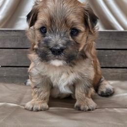 Sunny - Gold male Morkie puppy in Monticello, Iowa from Ashley’s Puppies