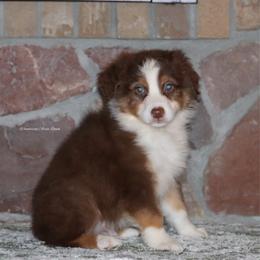RTM7 - Red tri-color Australian Shepherd puppy in Chehalis, Washington from Wandering Acres Ranch