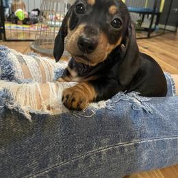Dachshund Puppies from Hursh’s Hounds
