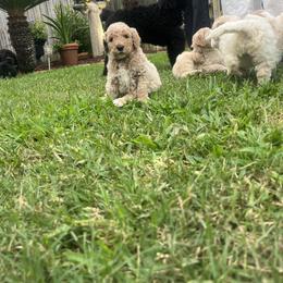Goldendoodle Puppies from Southeast Texas doodles