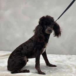 Leo - Poodle