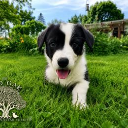 Spruce (Brown Collar) - Black and white male Cardigan Welsh Corgi puppy in Clio, Michigan from Old Oak Cardigans