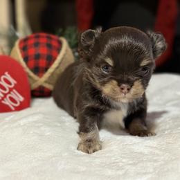 Chihuahua Puppies from Sunset Eves Chihuahuas