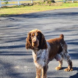 Retta - English Springer Spaniel