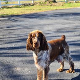 Retta - English Springer Spaniel