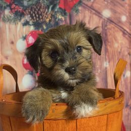 Kacper - Red sable male Havanese puppy in Clermont, Florida from Country Sweet Havanese and Creative Coaching
