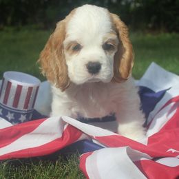 Cocker Spaniels from Pinecliff Cockers