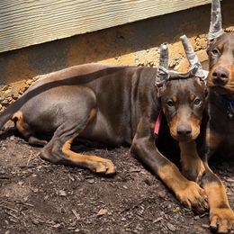 Girl 1 - Red and rust Doberman Pinscher puppy in Hollyberry, Georgia from Jeti Dobermans