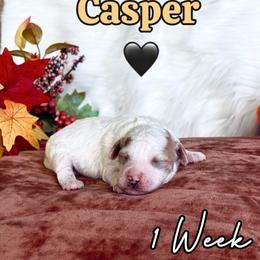 Casper - Parti male Goldendoodle puppy in Runaway Bay, Texas from Green Ranch Doodles