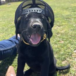 Labrador Retriever Puppies from J and D Retrievers
