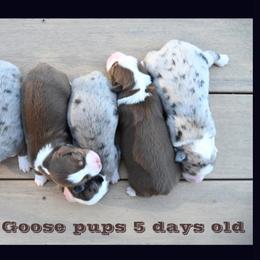 Miniature American Shepherd puppies from ROCK CREEK LABRADORS Pasco, WA