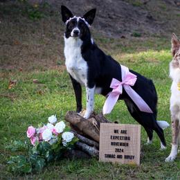 Border Collie puppies from Wandering Meadows Farm
