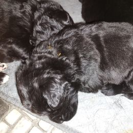 Girl 3 - Newfoundland puppy in Caribou, Maine from Starfire Newfoundlands