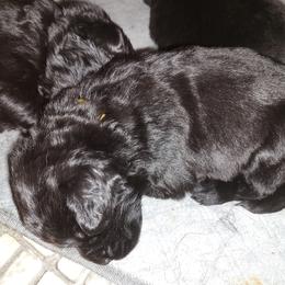 Girl 3 - Newfoundland puppy in Caribou, Maine from Starfire Newfoundlands