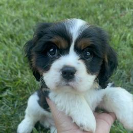Willie - Tri-color male Cavalier King Charles Spaniel puppy in Wilton, California from Becky's Cavalier King Charles Spaniels