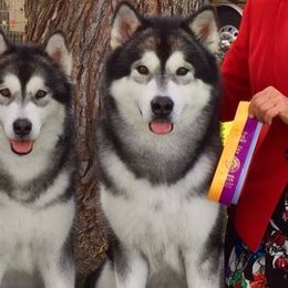 Alaskan Malamute All Grown Up from Onak Alaskan Malamutes
