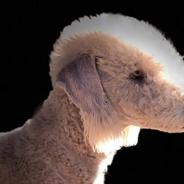 Bedlington Terriers and Bichon Frises from Patchwork Bedlington Terriers and Bichon Frise