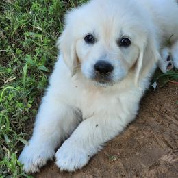 Golden Retrievers from Texlake Goldens