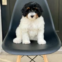 Princess Daisy- orange collar female - Tri-color female Bernedoodle puppy in Salt Lake County, Utah from Coco Avenue Pups