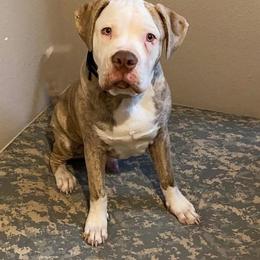 Dapper Dan - male Alapaha Blue Blood Bulldog puppy in Grafton, Ohio from Eclipse Alapaha Kennels