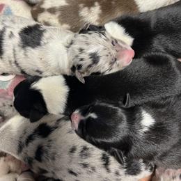 Border Collie Puppies from By Design Farm