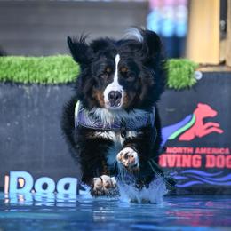 Sheriff - Bernese Mountain Dog