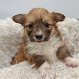 Trixie-White collar female - Red female Pembroke Welsh Corgi puppy in Benjamin, Utah from Nuna’s  Corgis