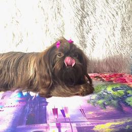 Lala beautiful girl - Shih Tzu