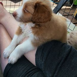 Assorted Doodle Crosses Puppies from Do Wah Diddy Doodles