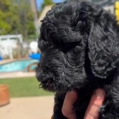 Double Doodle Puppies from Goldendoodle Labradoodle MIX !!!