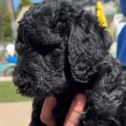 Double Doodle Puppies from Goldendoodle Labradoodle MIX !!!