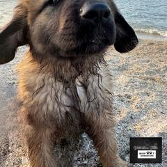 Leonberger Puppies from Bigfoot Leonberger Ranch