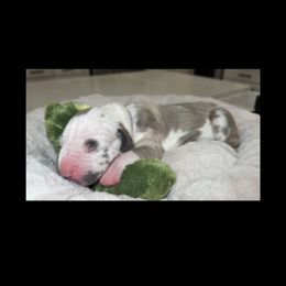 Jolene - Harlequin female Great Dane puppy in Weatherford, Texas from Oak Bend Danes