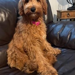 Pretty in Pink Lola Mazy - Goldendoodle