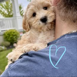 Bernedoodle, Cavalier King Charles Spaniel, and Poodle Puppies from Ellas.Pups (Bernedoodles & Cavapoos)