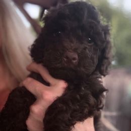 Puppy 3 - Brown male Lagotto Romagnolo puppy in Chico, California from Anna’s Lagottos
