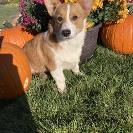 Buddy - Pembroke Welsh Corgi puppy in Great Bend, Kansas from Mak-N-Hay Farms