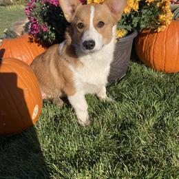 Buddy - Pembroke Welsh Corgi puppy in Great Bend, Kansas from Mak-N-Hay Farms