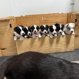 American Corgi, Cardigan Welsh Corgi, and Pembroke Welsh Corgi Puppies from DnD Corgis