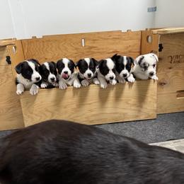 American Corgi, Cardigan Welsh Corgi, and Pembroke Welsh Corgi Puppies from DnD Corgis
