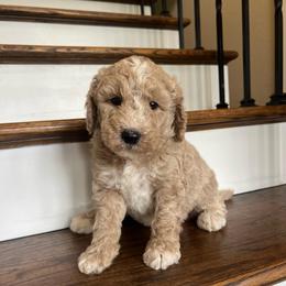 El Paso - Cream male Goldendoodle puppy in New Waverly, Texas from C.P. Puppy Buddies