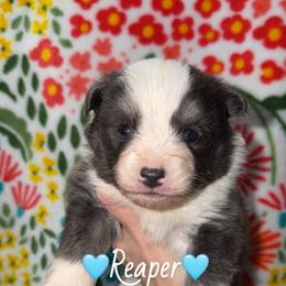 Reaper - Blue male Pomsky puppy in Centerville, Iowa from LJ Kennels Pomskies, LLC