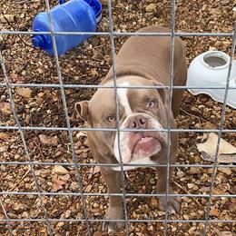 Jack - Olde English Bulldogge