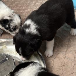 Border Collie Puppies from Roaring River Border Collies