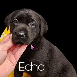 Echo - Black female Dilute Retriever puppy in Sidney, Nebraska from Nebraska Strong Labradors