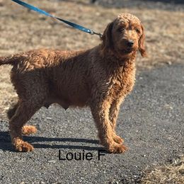 Louie - Goldendoodle