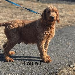 Louie - Goldendoodle