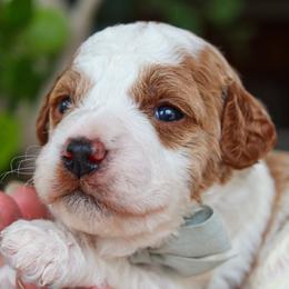 Darcy - Parti male Goldendoodle puppy in Salado, Texas from Red Ranch Dogs